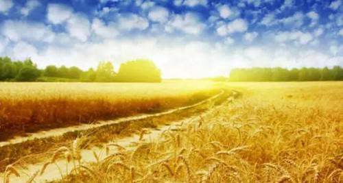 生物質(zhì)氣化發(fā)電技術(shù)